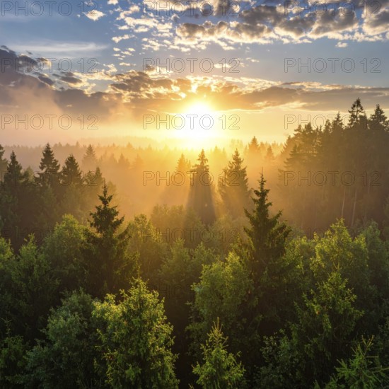 Sunset casting rays of light through a forest with dramatic clouds overhead, Fog covered forest in summer with mystic golden sunlight, aerial view of spring morning landscape, backlight sunshine with sunbeams, AI generated