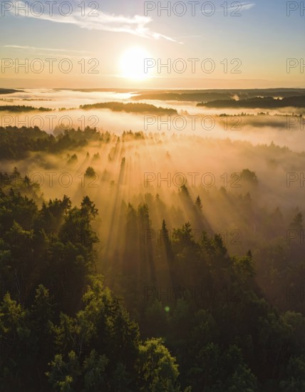 Sunrise over a misty forest with beams of light streaming through the trees, Fog covered forest in summer with mystic golden sunlight, aerial view of spring morning landscape, backlight sunshine with sunbeams, AI generated
