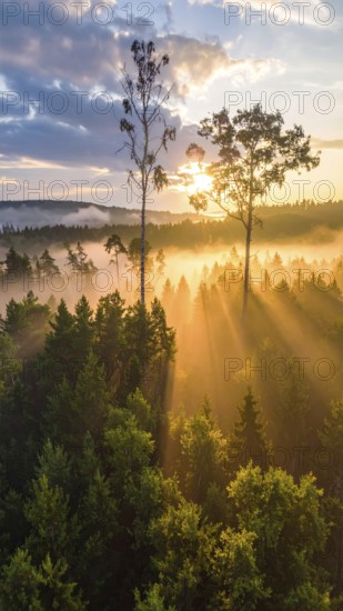 Sunrise with mist and light rays filtering through a forest dominated by tall trees, Fog covered forest in summer with mystic golden sunlight, aerial view of spring morning landscape, backlight sunshine with sunbeams, AI generated