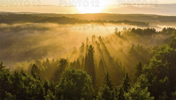 Sunrise over a panoramic misty forest, with sunlight streaming through the trees, Fog covered forest in summer with mystic golden sunlight, aerial view of spring morning landscape, backlight sunshine with sunbeams, AI generated