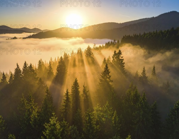 Sunrise casting rays through a misty forest in the mountains, Fog covered forest in summer with mystic golden sunlight, aerial view of spring morning landscape, backlight sunshine with sunbeams, AI generated