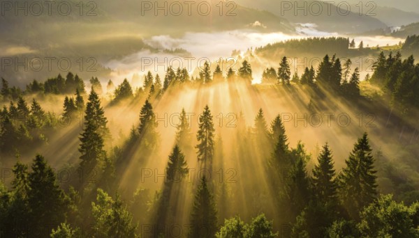 Soft morning light filters through a mist-laden forest creating a peaceful scene, Fog covered forest in summer with mystic golden sunlight, aerial view of spring morning landscape, backlight sunshine with sunbeams, AI generated