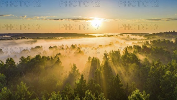 Bright morning sunshine illuminates a serene forest landscape enveloped in mist, Fog covered forest in summer with mystic golden sunlight, aerial view of spring morning landscape, backlight sunshine with sunbeams, AI generated