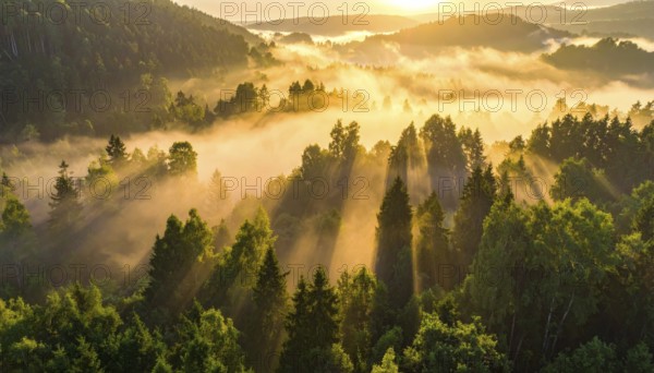 Golden dawn light spreads through a misty forest evoking a sense of calm, Fog covered forest in summer with mystic golden sunlight, aerial view of spring morning landscape, backlight sunshine with sunbeams, AI generated