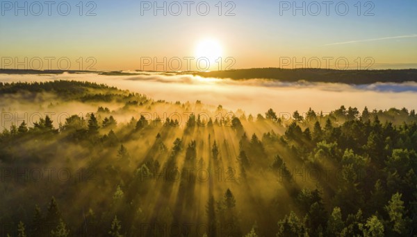 Early sunlight illuminates a mist-covered forest with tranquil golden hues, Fog covered forest in summer with mystic golden sunlight, aerial view of spring morning landscape, backlight sunshine with sunbeams, AI generated
