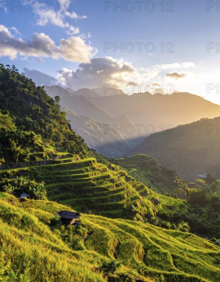 Early morning light bathes Philippines rice terraces cascading down mountain slopes, beautiful golden light, AI generated