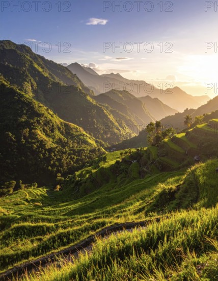 Early morning light bathes Philippines rice terraces cascading down mountain slopes, beautiful golden light, AI generated