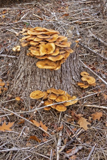 Honiggelber Hallimasch (Armillaria mellea), Baumstumpf, Sondern, Olpe, Sauerland, North Rhine-Westphalia, Germany