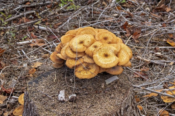 Honiggelber Hallimasch (Armillaria mellea), Baumstumpf, Sondern, Olpe, Sauerland, North Rhine-Westphalia, Germany