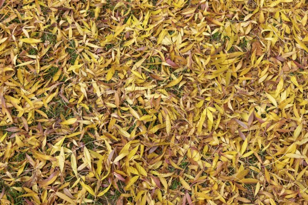 Autumn foliage, Olpe, Sauerland, North Rhine-Westphalia, Germany