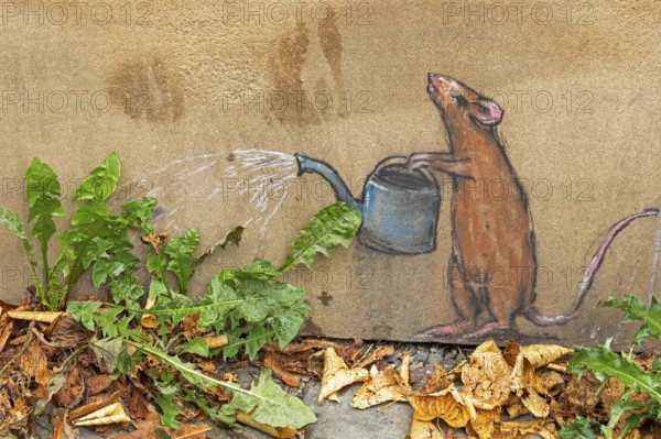 Wall painting, mouse pouring dandelion, Olpe, Sauerland, North Rhine-Westphalia, Germany