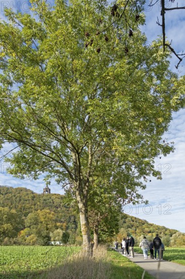 Mountain, forest, path, people, Kaiser-Wilhelm-Denkmal, Porta Westfalica, North Rhine-Westphalia, Germany