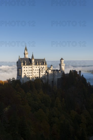 The spectacular Neuschwanstein Castle rises above autumn hills and sea of clouds, Schwangau near Füssen, Ostallgäu, Allgäu, Bavaria, Germany