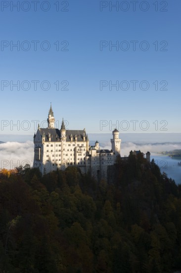 Neuschwanstein Castle towers over a sea of clouds and forests in the autumn sun, Schwangau near Füssen, Ostallgäu, Allgäu, Bavaria, Germany