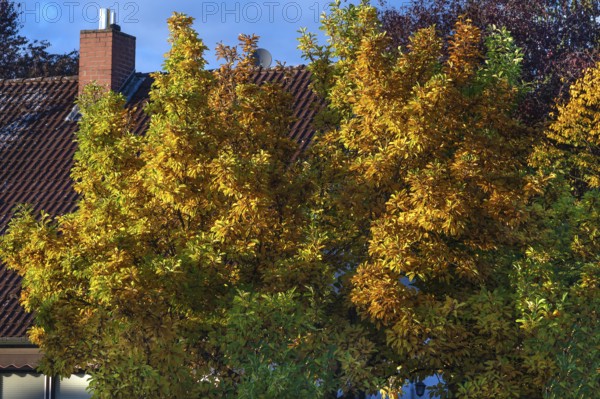 Autumn color of a magnolia (Magnolia), Eckental, Middle Franconia, Bavaria, Germany