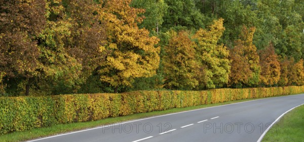 Hedge and trees in autumn colors on a state road 2240, Lauf an der Pegnitz, Middle Franconia, Bavaria, Germany