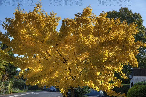 Bright yellow autumn color of a ginkgo or ginko tree (ginkgo biloba), Eckental, Middle Franconia, Bavaria, Germany