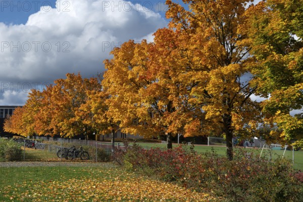Ahornallee (Acer) in autumn colors on the school grounds of the Eckental Gymnasium, Mittelfranen, Bavaria, Germany