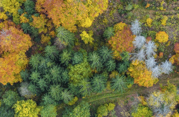 Autumn forest in the Black Forest. Drone photo of trees in colorful autumn leaves and conifers, some have dry branches. Titisee-Neustadt, Baden-Württemberg, Germany