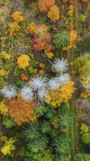 Autumn forest in the Black Forest. Drone photo of trees in colorful autumn leaves and conifers, some have dry branches. Titisee-Neustadt, Baden-Württemberg, Germany
