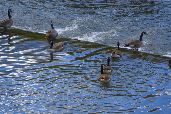 Canada geese (Branta canadensis) at a weir in Pegnitz, Lauf an der Pegnitz, Middle Franconia, Bavaria, Germany