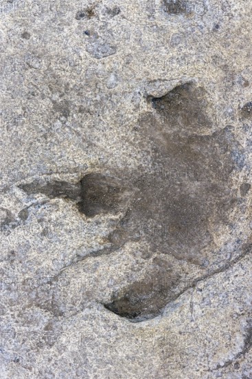 Ornithopod footprints in sandstone deposits at the Lower Cretaceous dinosaur tracksite at Boltodden, Kvalvagen, Svalbard, Spitsbergen, Norway