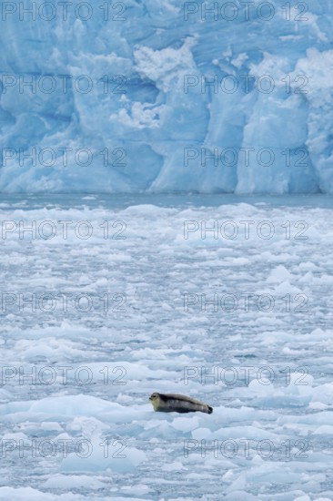 Bearded seal (Erignathus barbatus) resting on ice floe in front of ice wall of glacier along the coast of Svalbard, Spitsbergen