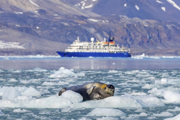 Bearded seal resting on ice floe in front of Antarctic cruise ship MV Sea Spirit of Poseidon Expeditions along the coast of Svalbard, Spitsbergen