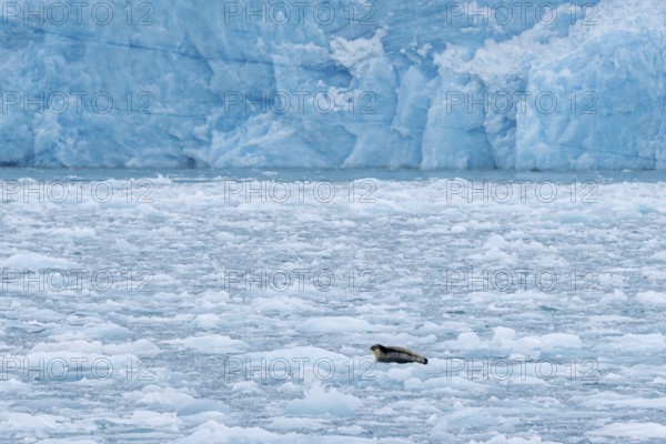 Bearded seal (Erignathus barbatus) resting on ice floe in front of ice wall of glacier along the coast of Svalbard, Spitsbergen