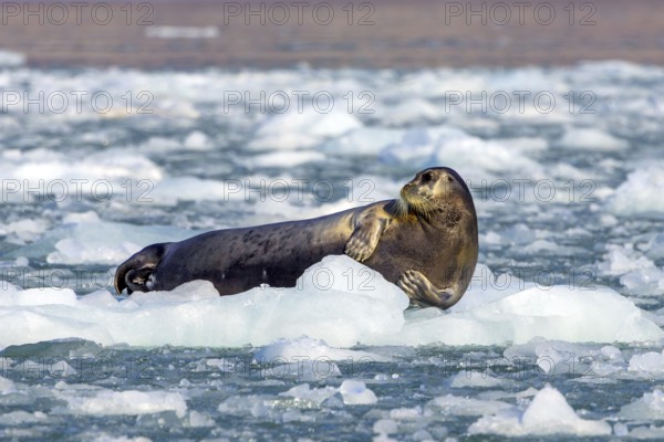 Bearded seal (Erignathus barbatus) resting on ice floe along the coast of Svalbard, Spitsbergen