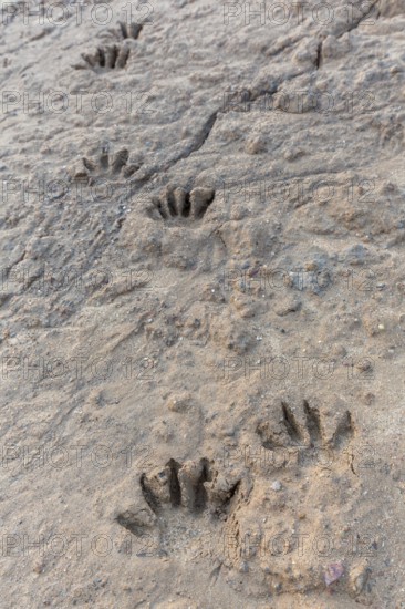 Common raccoon, North American racoon (Procyon lotor) close-up of footprints, tracks in wet sand, invasive species native to North America