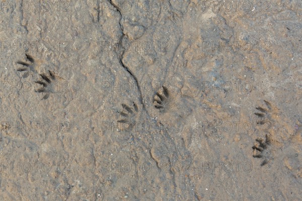 Common raccoon, North American racoon (Procyon lotor) close-up of footprints, tracks in wet sand, invasive species native to North America