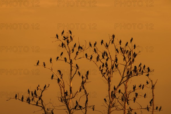 Colony of great cormorants (Phalacrocorax carbo) perched in dead trees in wetland, marshland at sunset in autumn, fall