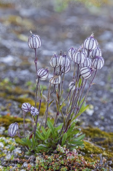 Polar campion, Northern catchfly (Silene uralensis arctica, Silene wahlbergella arcticum, Silene uralensis arcticum) in flower, Svalbard, Spitsbergen