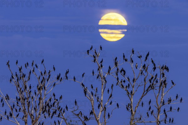 Colony of great cormorants (Phalacrocorax carbo) perched in dead trees in wetland, marshland at dusk with full moon in late summer
