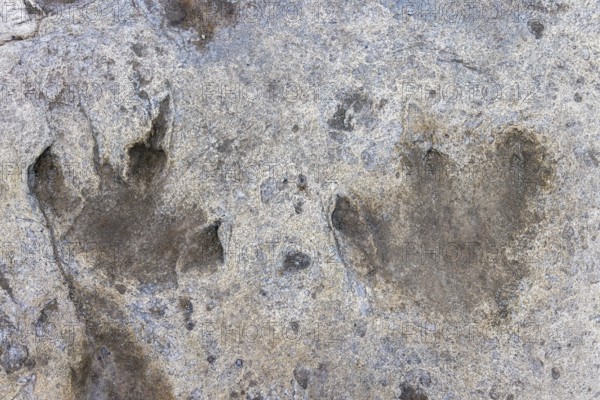 Ornithopod footprints in sandstone deposits at the Lower Cretaceous dinosaur tracksite at Boltodden, Kvalvagen, Svalbard, Spitsbergen, Norway