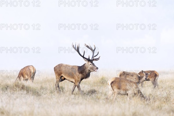 Red deer (Cervus elaphus) stag with big antlers in grassland checking out hinds, females in heat by flicking tongue during the rut in autumn, fall