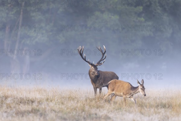 Red deer (Cervus elaphus) stag with big antlers in grassland at edge of forest checking out hind, female in heat during the rut in autumn, fall