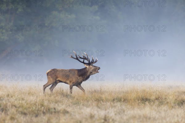 Red deer (Cervus elaphus) stag with big antlers bellowing in grassland at edge of forest in early morning mist at dawn during the rut in autumn