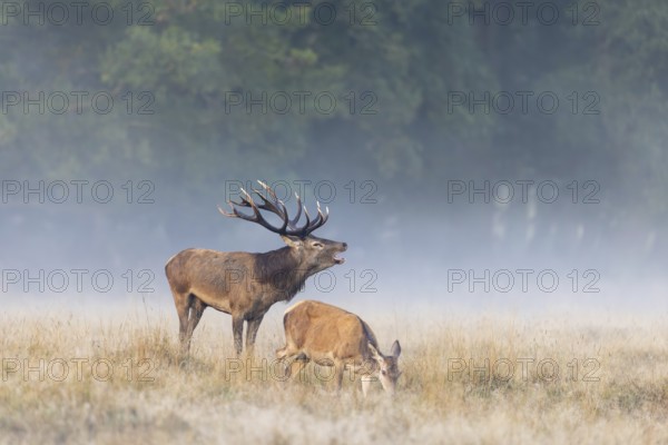 Hind and red deer (Cervus elaphus) stag with big antlers burling in grassland at edge of forest in early morning mist at dawn during the rut in autumn