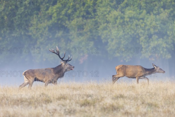 Red deer (Cervus elaphus) stag with big antlers in grassland checking out hind, female in heat by flicking tongue during the rut in autumn, fall