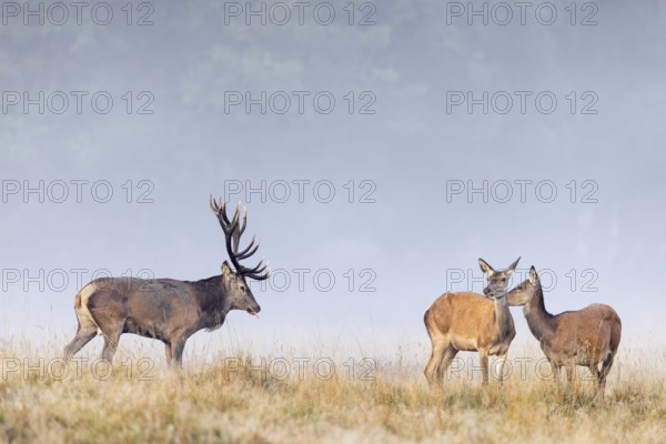 Red deer (Cervus elaphus) stag with big antlers in grassland checking out does, females in heat by flicking tongue during the rut in autumn, fall