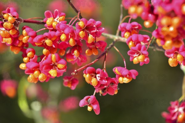 Common spindle bush (Euonymus europaeus), also European or common Pfaffenhütchen, Bavaria, Germany