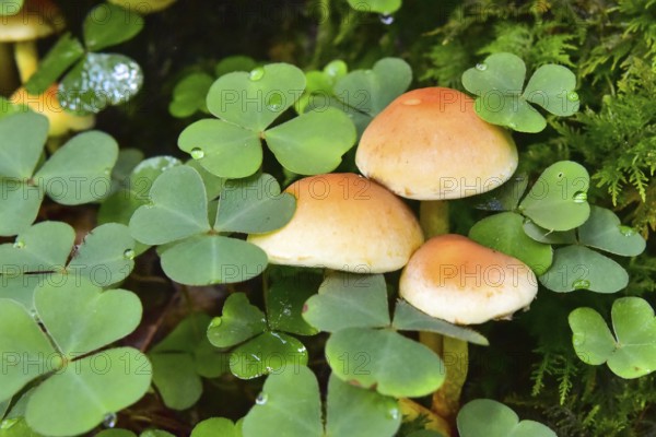 Brick red sulfur head (Hypholoma lateritium) between clover in the forest, Bavaria, Germany