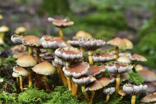 Brick red sulfur head (Hypholoma lateritium) on a tree stump in the forest, Bavaria, Germany