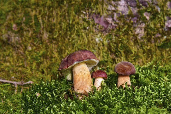 Chestnut bolete (Imleria badia) in various sizes in moss, Bavaria, Germany