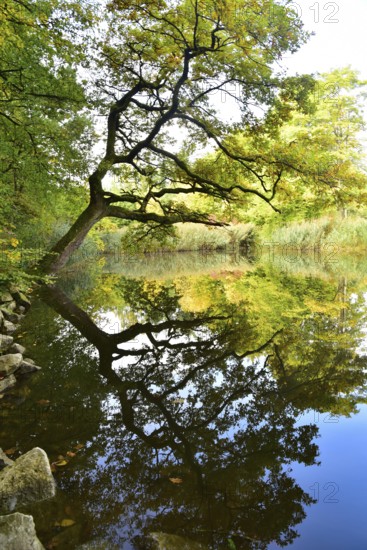 Pond on the edge of a colorful autumn forest, Bavaria, Germany