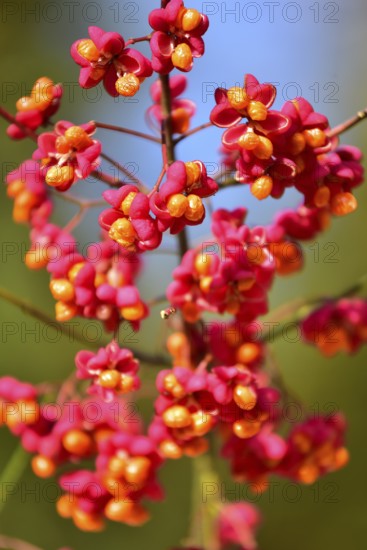Common spindle bush (Euonymus europaeus), also European or common Pfaffenhütchen, Bavaria, Germany