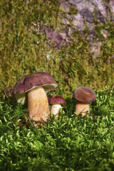 Chestnut bolete (Imleria badia) in various sizes in moss, Bavaria, Germany
