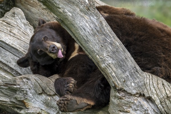 American black bear (Ursus americanus) brown color variation with white blaze on the chest resting in dead tree